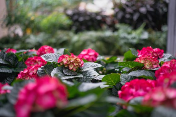 a blooming hydrangea plant with magneta pentals